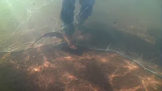 Sturgeon in net under water.