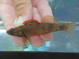 Male sunburst darter