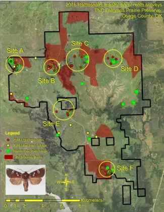 Rattlesnake Master Borer Life survey site map, Osage County.