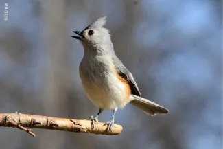 Tufted Titmouse, photo by Bill Crow