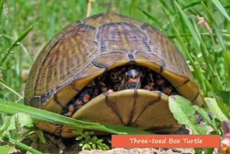 Three-toed Box Turtle, photo from USFS