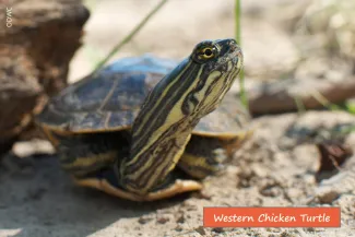 Western Chicken Turtle