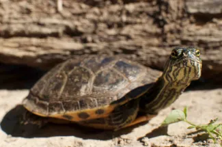 Western Chicken Turtle, photo by Steve Webber