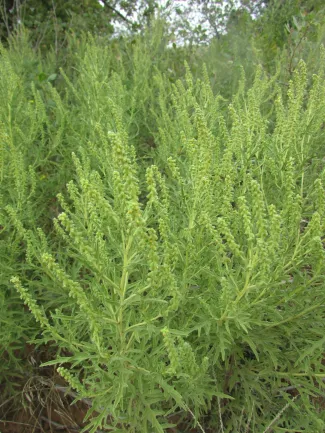 Western ragweed. (Photo by Kyle Johnson/ODWC)