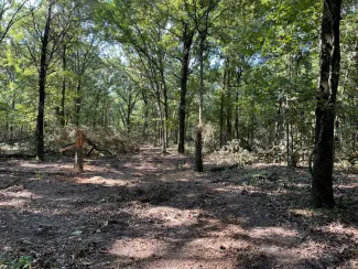 Open wooded area.  Photo RosaLee Walker/ODWC