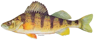 Yellow Perch, by Duane Raver