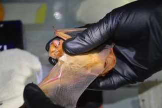 Biologist examining a bat at the Ozark Plateau National Wildlife Refuge