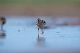 Least sandpiper.