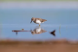 Least sandpiper.