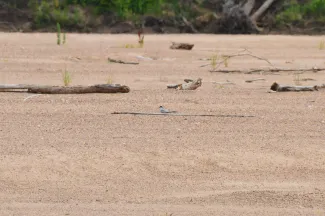 Least tern in sand.