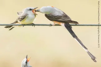 Scissor-tail Flycatchers on barbwire.