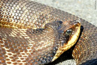 Hognose snake, photo by Holly Lackey