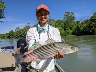 Oklahoma State University graduate research assistant Alex Vaisvil holds a striped bass for research.