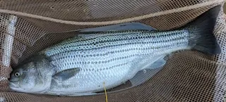 Striped bass with tag.