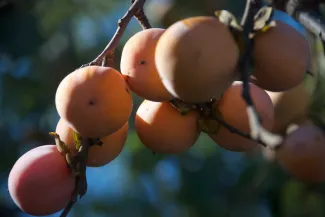 Persimmon.