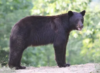 Oklahoma bear, photo by Desiree Branson Cline of Honobia /RPS