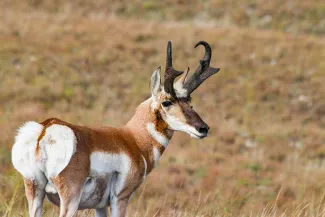 Pronghorn, photo by Jacob Miller of Arnett/RPS
