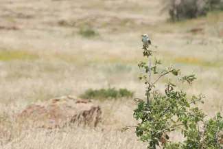 Scissor-tail Flycatchers on tree.
