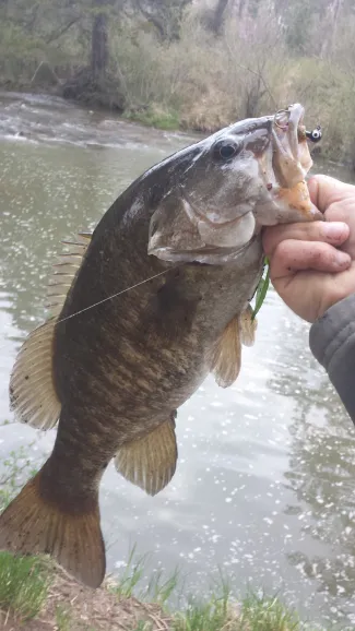 Smallmouth bass.