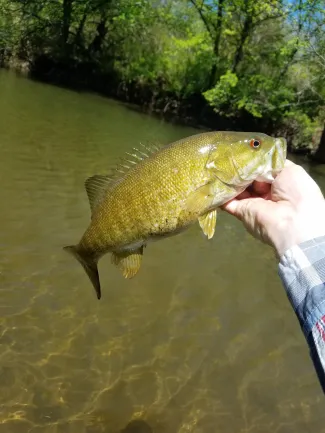 Smallmouth bass.