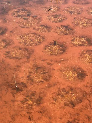 Spawning beds in pond, photo by Troy Flax