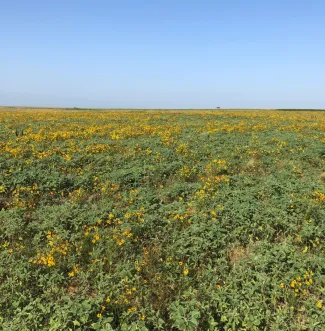 Field of sunflowers, photo by Joey McAllister