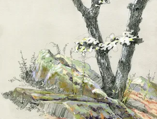 Kaspari's landscape drawing of the "Crosstimbers" Oklahoma habitat.