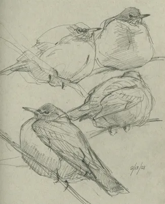 Round Robins drawing from Kaspari.