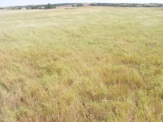 Pure grasslands, especially monoculture pastures of old world bluestem, bermudagrass and fescue offer very little of what quail need to survive and persist. (Kyle Johnson)