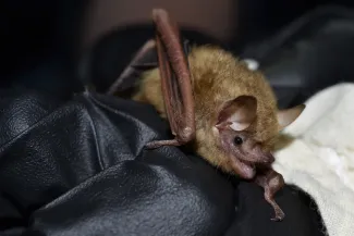 Tri-colored bat
