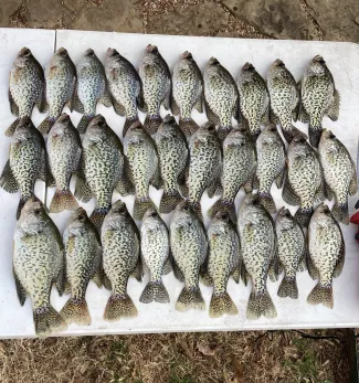 Stringer of crappie on a fillet table.