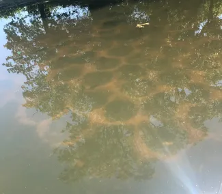 Pond management, spawning bed example.