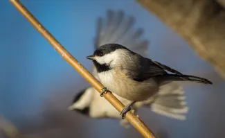 Carolina Chickadee on a branch.  Photo by Stephen Ofsthun