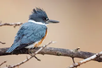 Belted Kingfisher.  Photo by Joe Stewart/RPS 2019