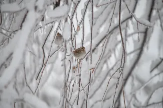 Chipping sparrow.  Photo by Kelly Adams