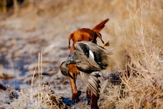 Dog retrieving waterfowl.  Photo by Taylor Averill/RPS 2021
