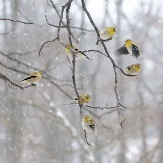 Goldfinches in a winter storm.  Photo by Sarah Rodefeld/RPS 2015