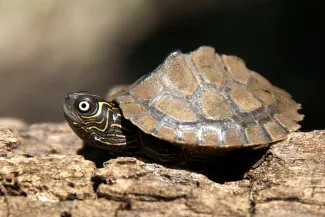 Mississippi map turtle.  Photo by Steve Webber
