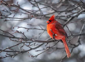 Northern Cardinal.  Photo by Michael Bryan/RPS 2021