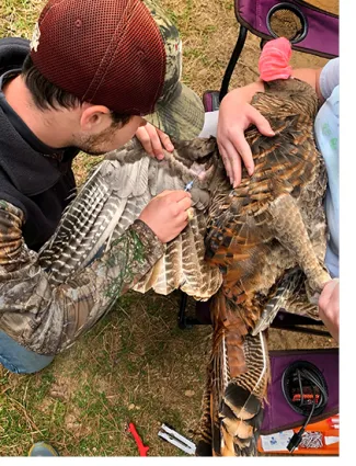 Researchers take a blood sample from a turkey hen as part of genetics testing.