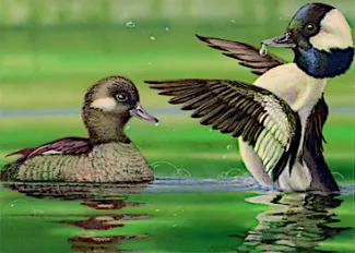 Duck stamp art from Gregory Fritz