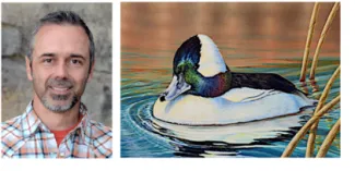 Shea Meyer duck stamp artwork.