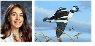 London Peterson ducks stamp artwork.