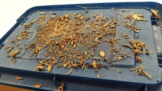 Figure 2. Initial seed sample processing. Plant litter and sand must be sorted out of samples to find and identify seeds.