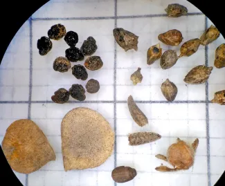 Figure 3. A selection of seeds collected from one 100-meter transect sample. 