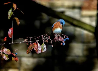 Eastern bluebird