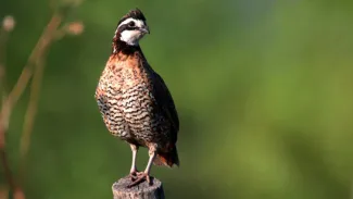 Northern Bobwhite atop fencepost