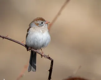 A small bird perches on a branch. 