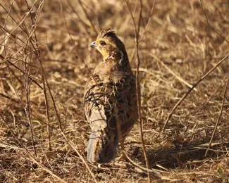 A female northern bobwhite stands between twigs.