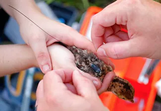 Turkey poult gets transmitter